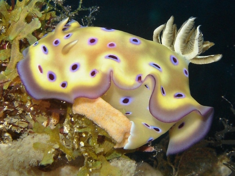 Goniobranchus kuniei