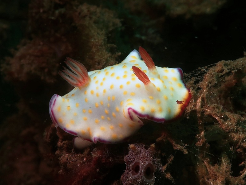 Goniobranchus sp. 39