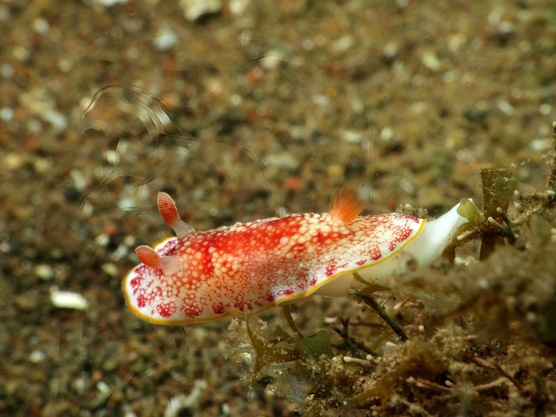 Goniobranchus sp. 5