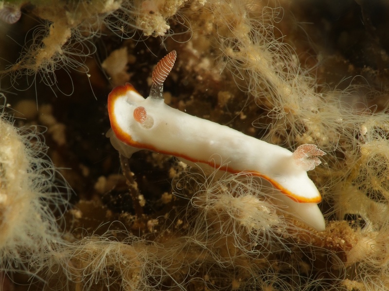 Goniobranchus verrieri