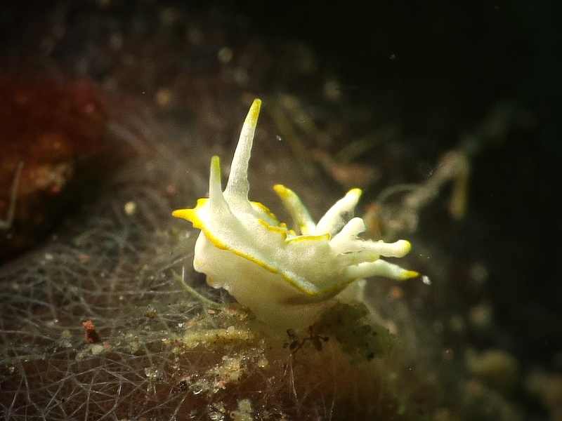 Goniodoridella savignyi