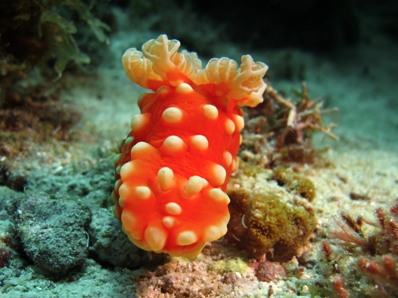 Gymnodoris aurita 