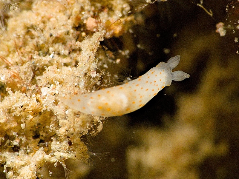 Gymnodoris bicolor