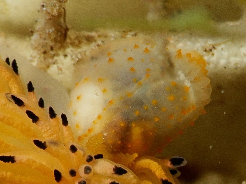 Gymnodoris citrina