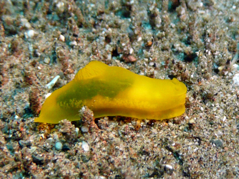 Gymnodoris crocea