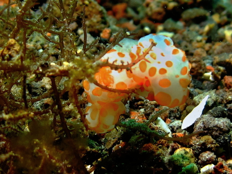 Gymnodoris rubropapulosa