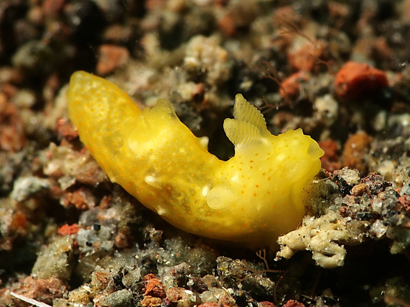 Gymnodoris sp. 3
