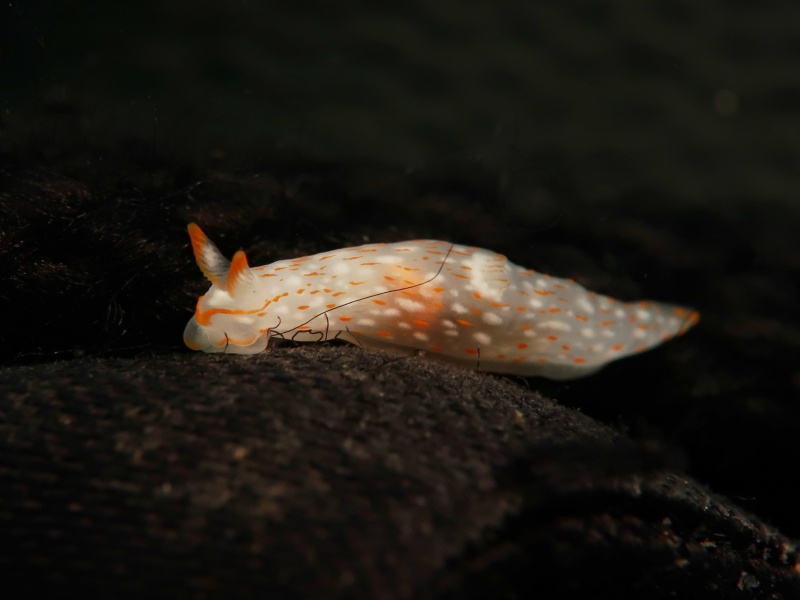 Gymnodoris sp. 30