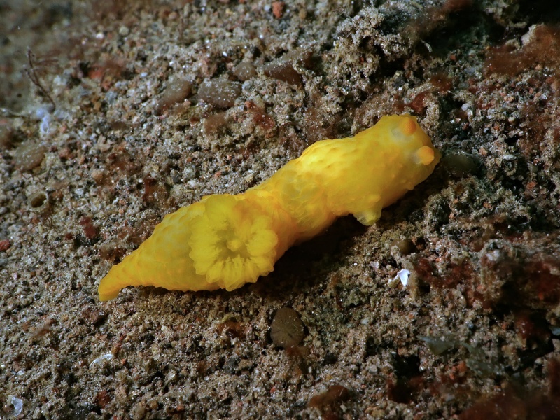 Gymnodoris sp. 45