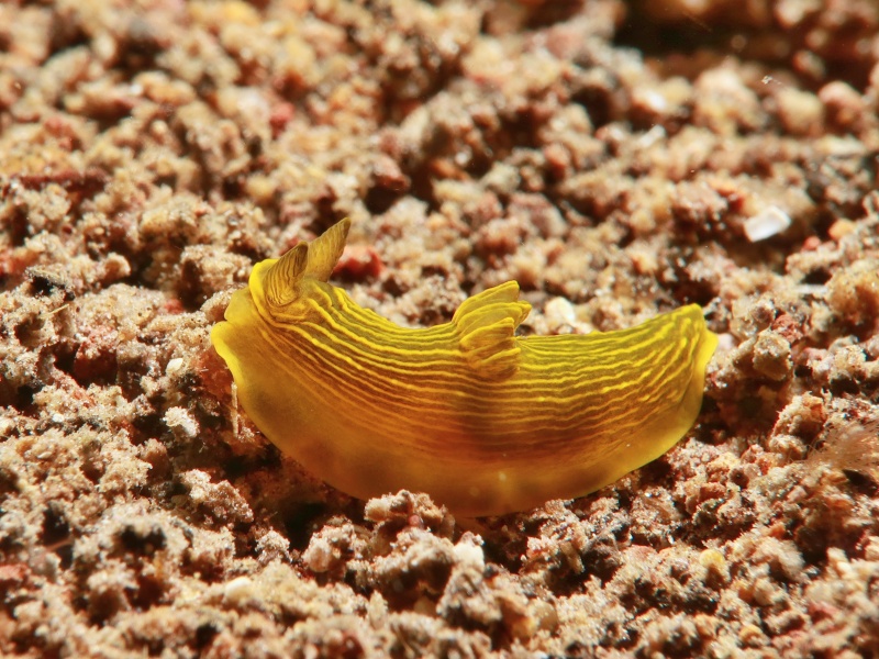 Gymnodoris sp. 60