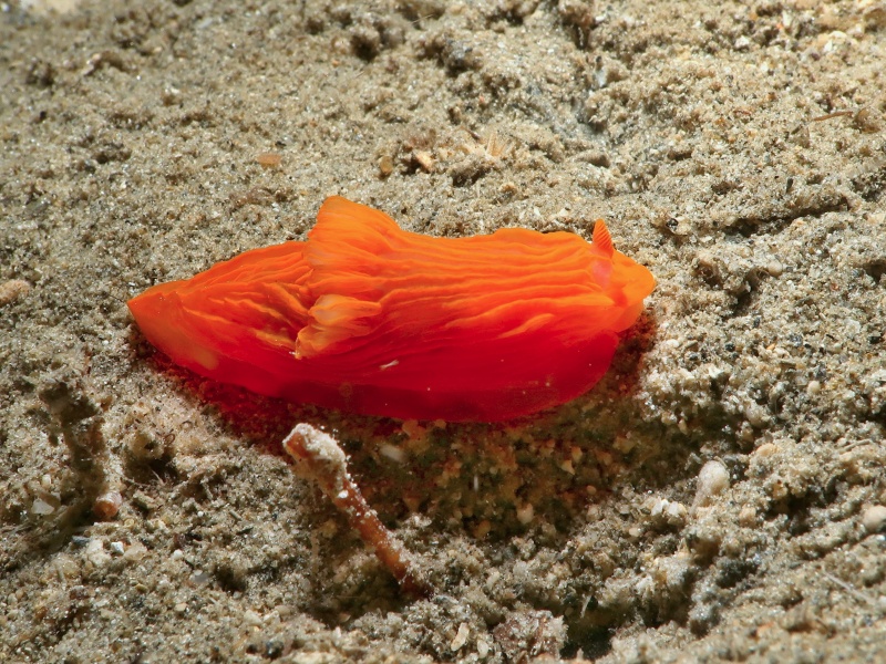 Gymnodoris sp. 61