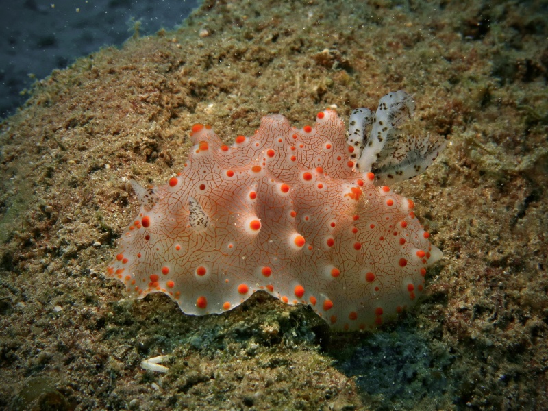Halgerda batangas