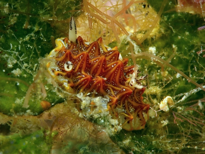 Halgerda tesselata