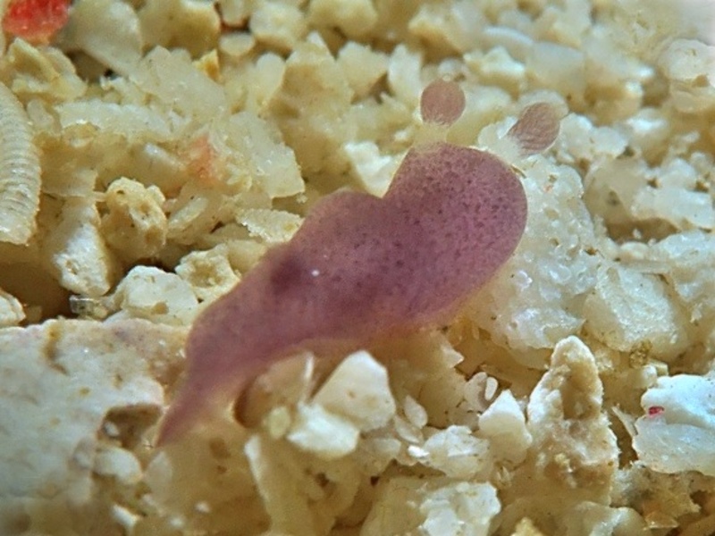 Hallaxa sp.1