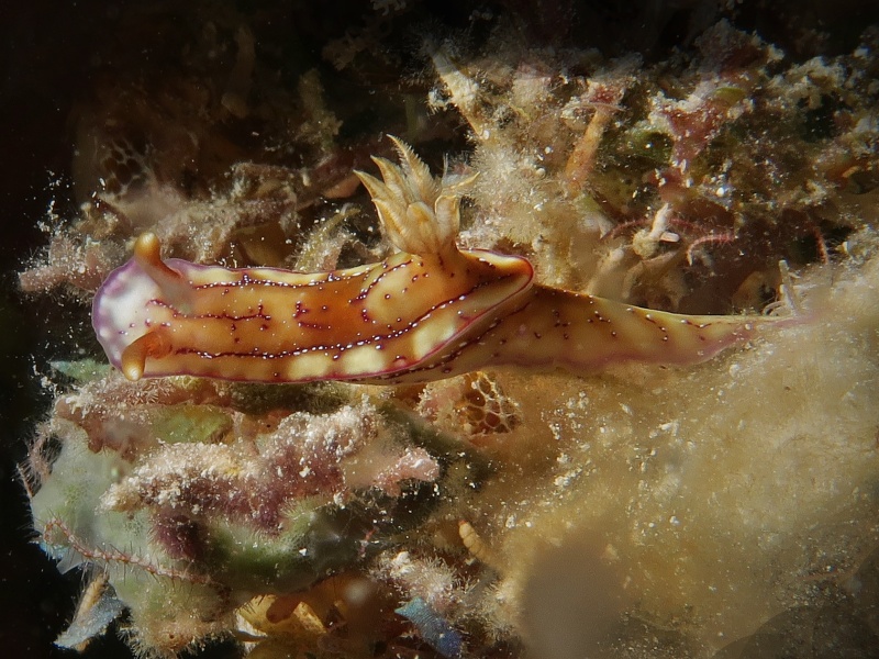Hypselodoris krakatoa