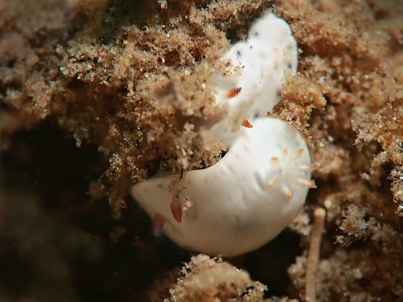 Hypselodoris lacuna