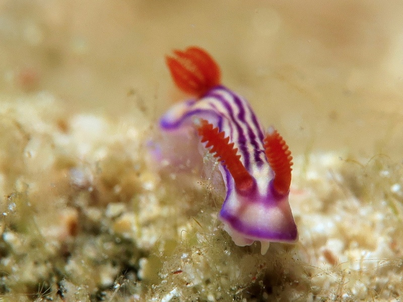 Hypselodoris maridadilus