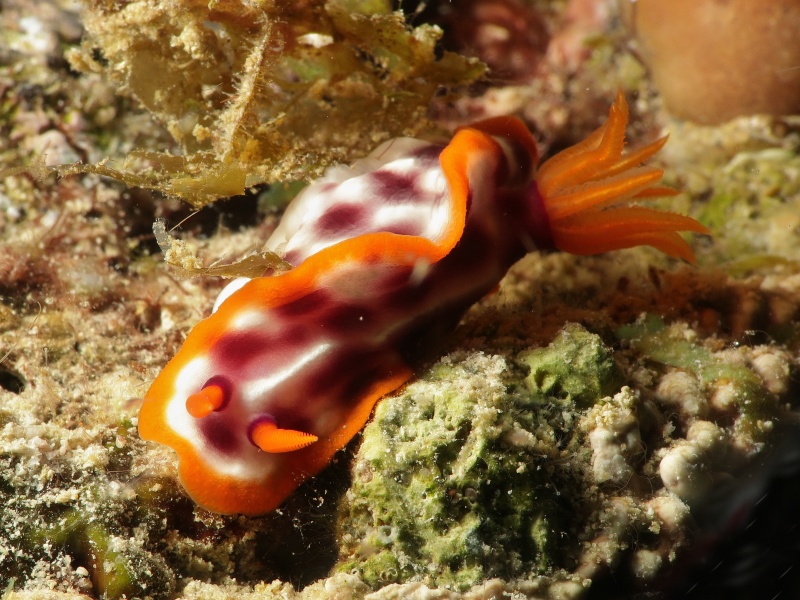 Hypselodoris purpureomaculosa