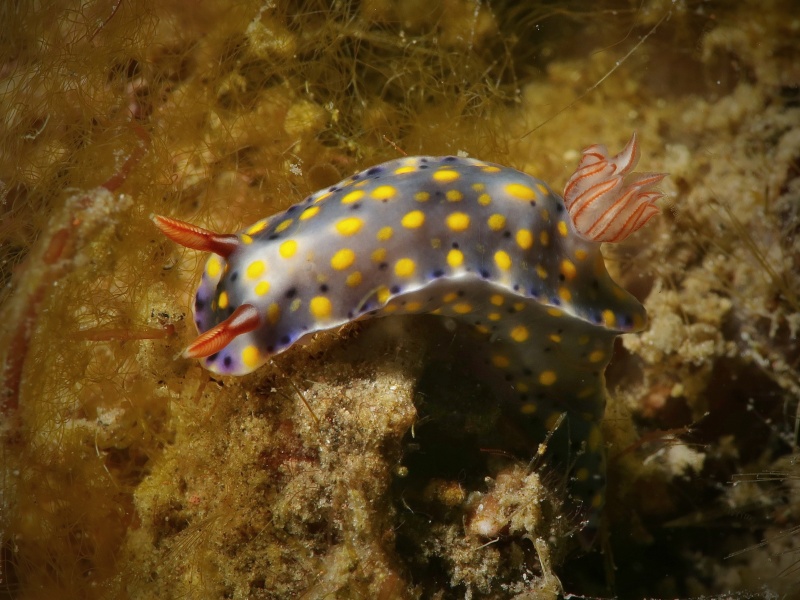 Hypselodoris roo