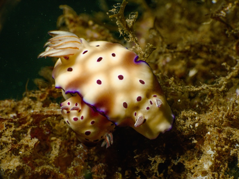 Hypselodoris trynoni