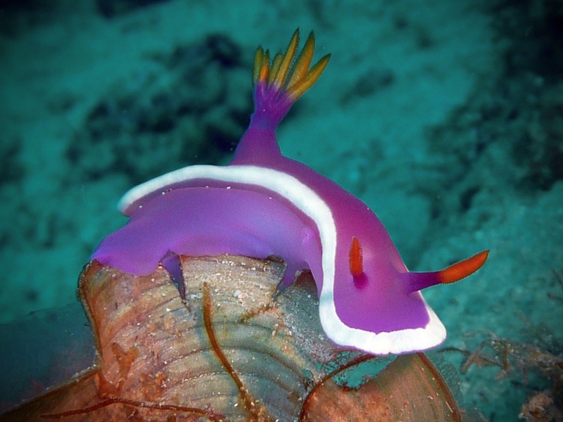 Hypselodoris variobranchia