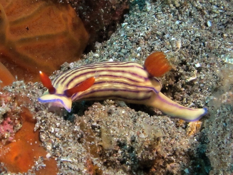 Hypselodoris whitei