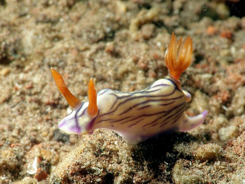 Hypselodoris zephiyra