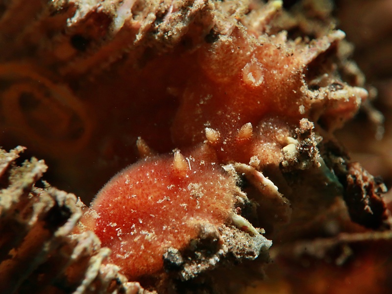 Joruna sp. 5