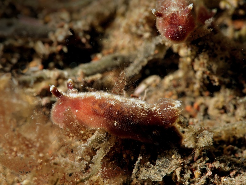 Jorunna sp. 4