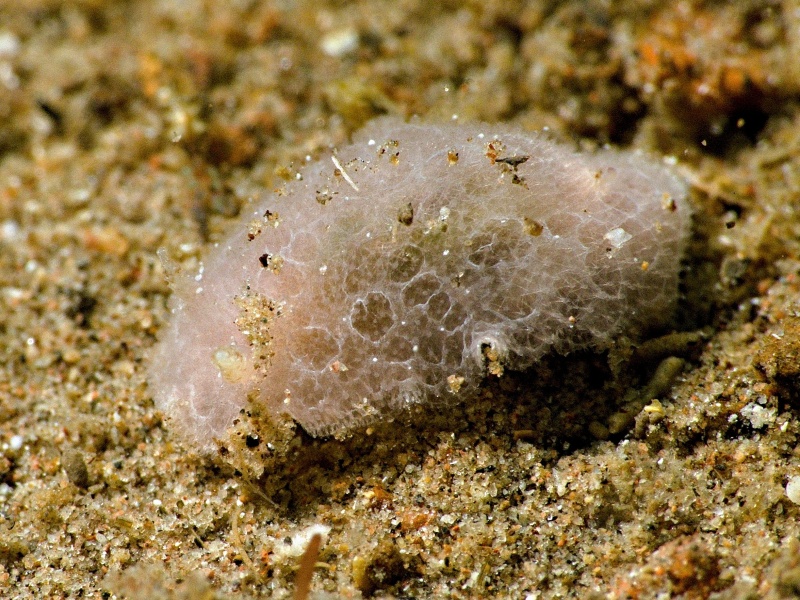 Jorunna sp. 9