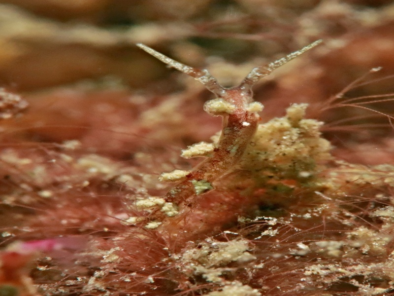 Kabreiro multtuberculata (1)