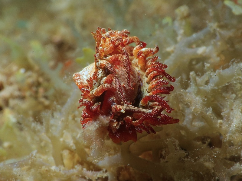 Madrella ferruginosa