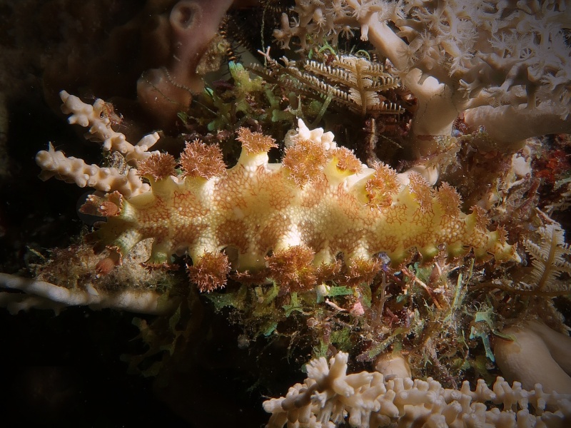 Marionia elongoreticula