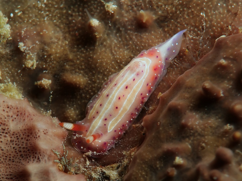 Mexichromis aurora
