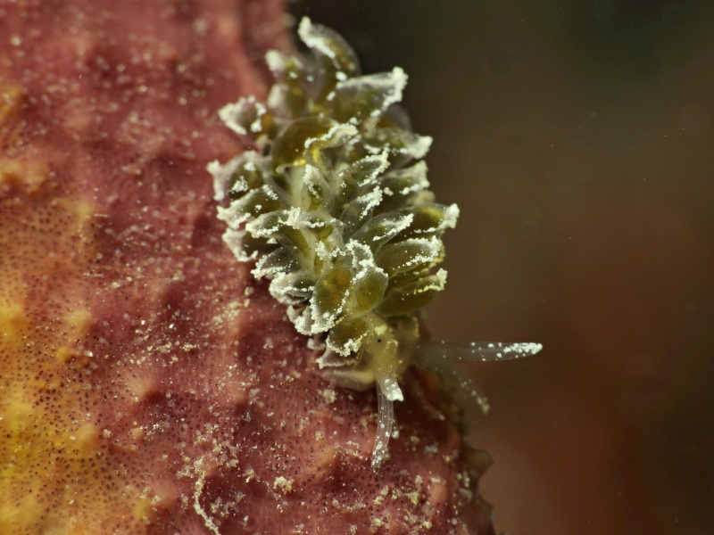 Mourgona sp. 4