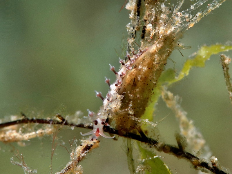 Myja longicornis