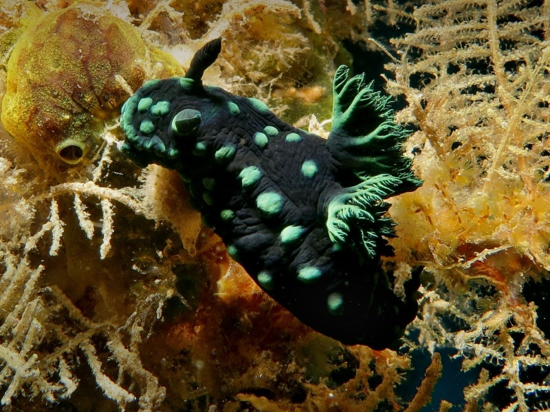 Nembrotha cristata