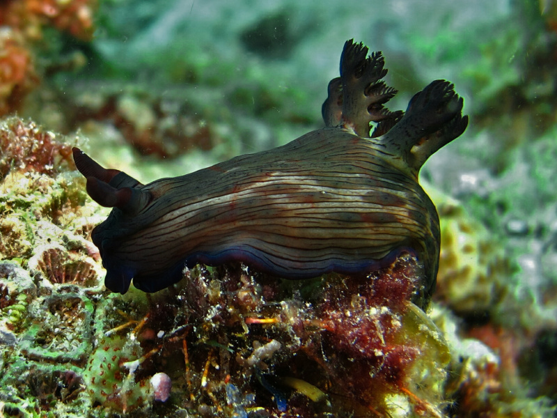 Nembrotha mullineri