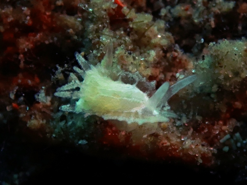 Okenia sp