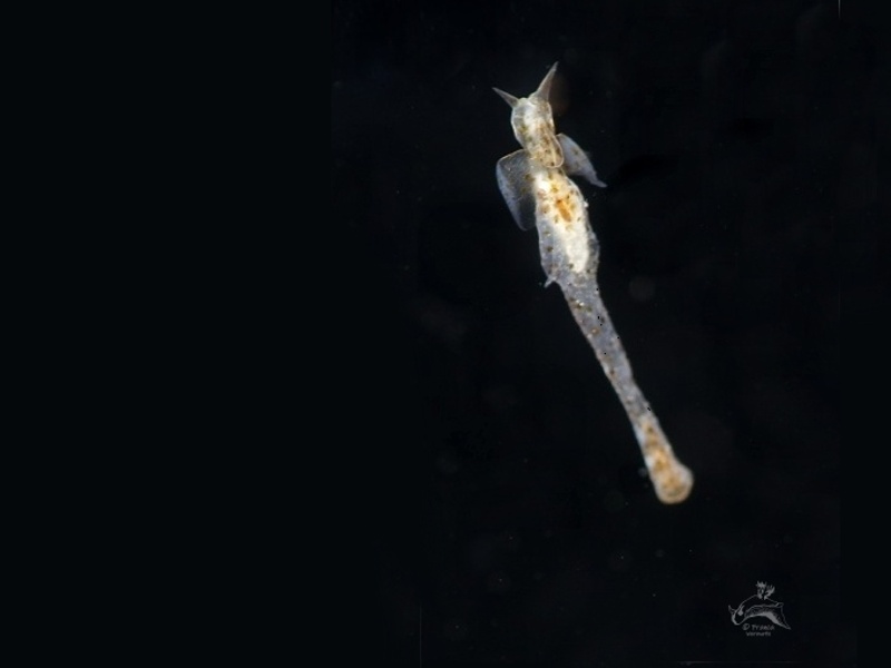 Pelagic nudibranch, maybe Clione