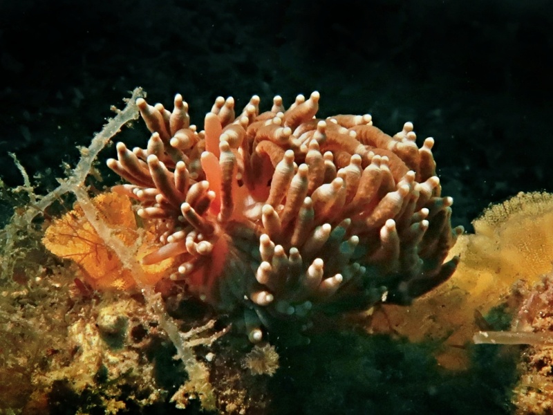 Phestilla goniophaga 
