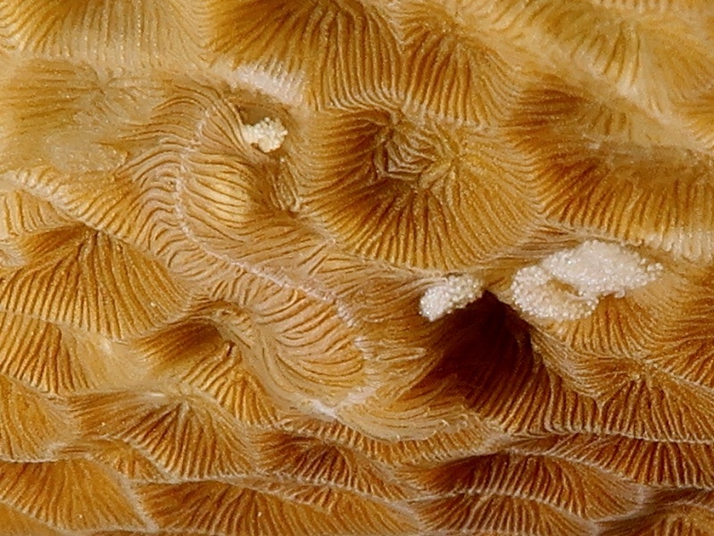 Phestilla viei
