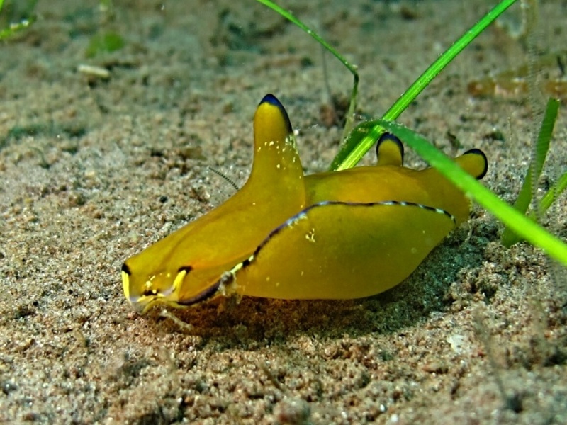 Phillinopsis speciosa