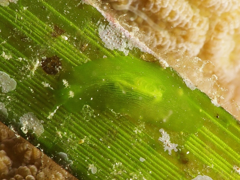 Phyllaplysia sp