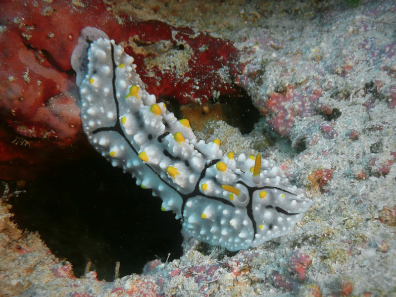 Phyllidia elegans