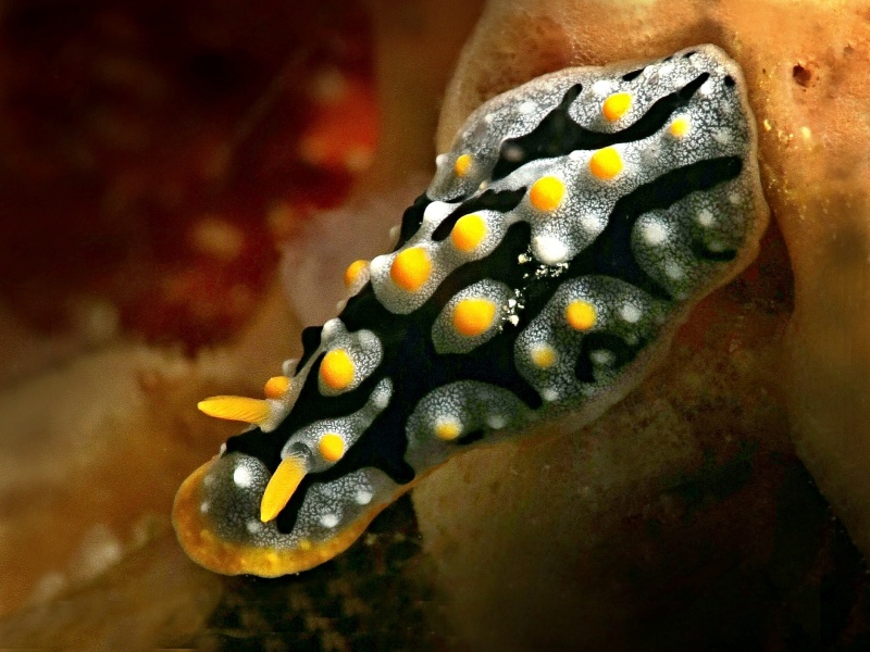 Phyllidia exquisita3