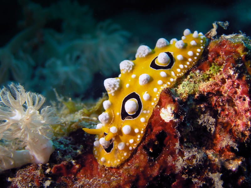 Phyllidia ocellata (14)