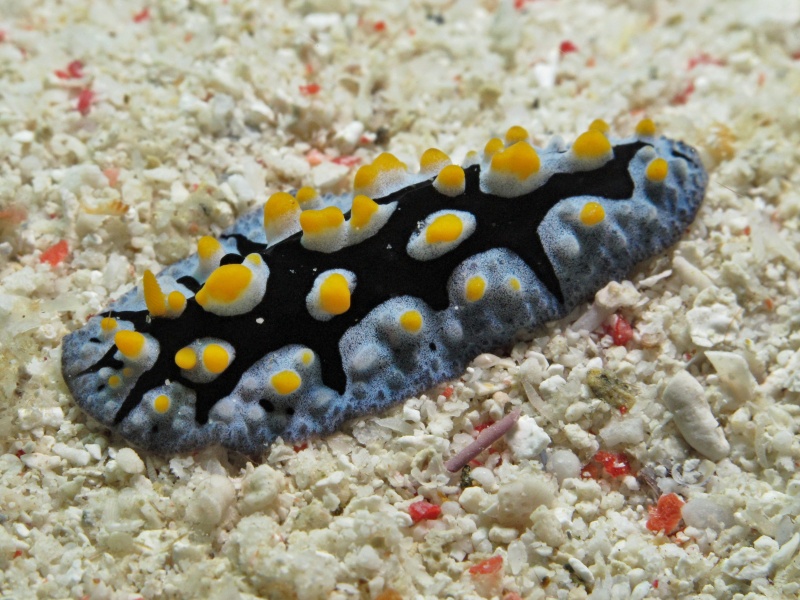 Phyllidia picta