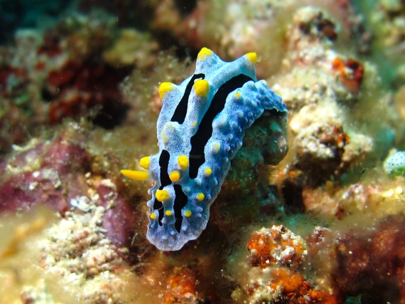 Phyllidia sp. 1