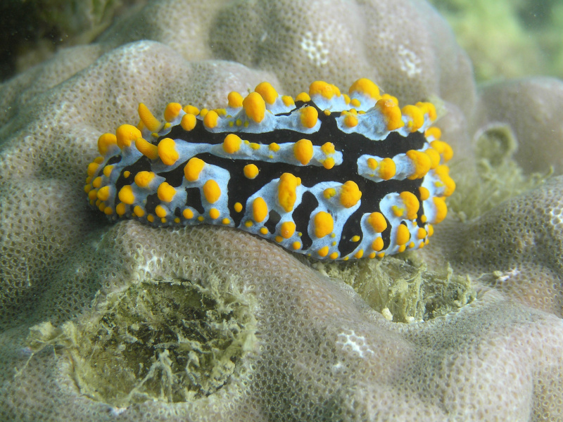 Phyllidia varicosa